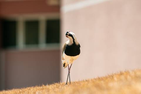 '