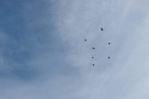 bonito céu azul com pássaros a voar'