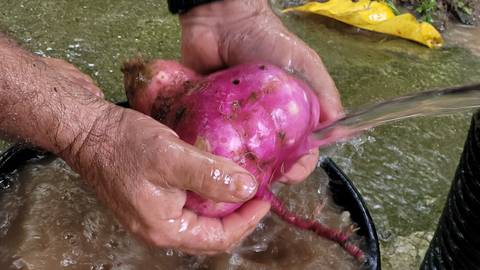 Agricultura na Zona Oeste'