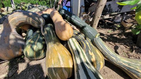 Agricultura na Zona Oeste'