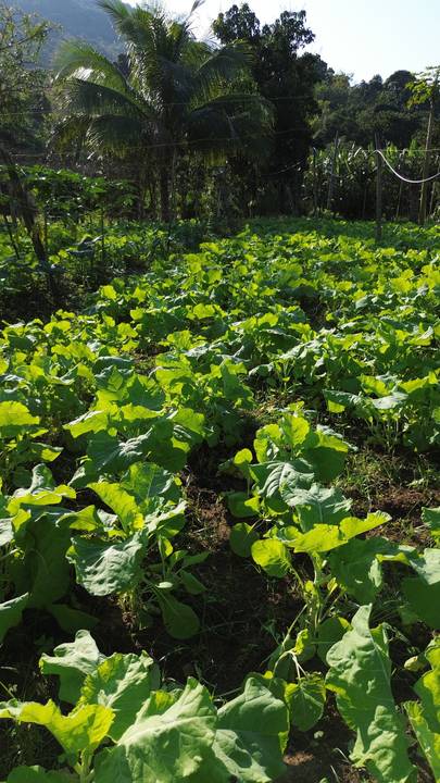 Agricultura na Zona Oeste'