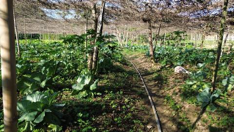 Agricultura na Zona Oeste'
