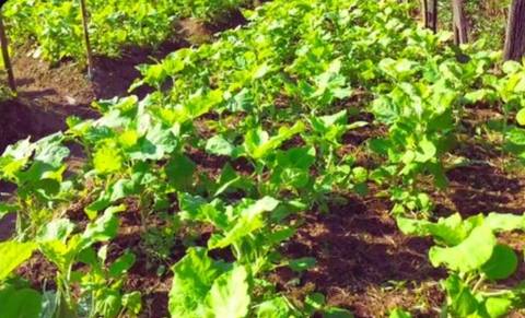 Agricultura na Zona Oeste'