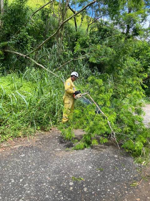 Guarda Parques efetuando poda na Abílio Bastos'