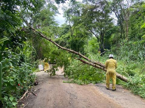 Guarda Parques efetuando poda na Abílio Bastos'