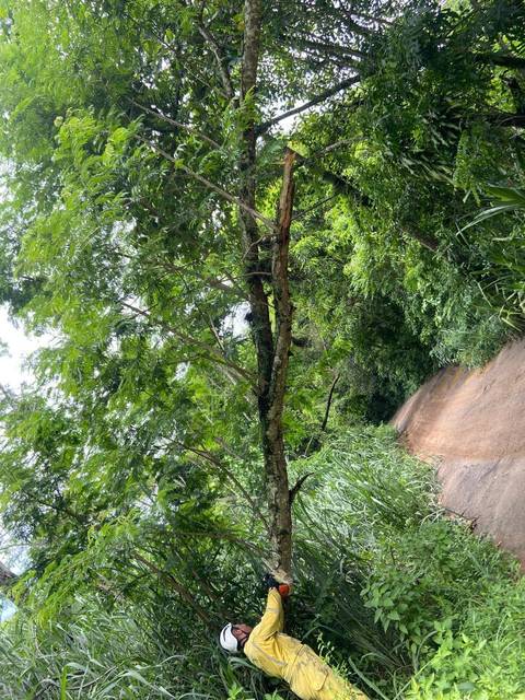 Guarda Parques efetuando poda na Abílio Bastos'