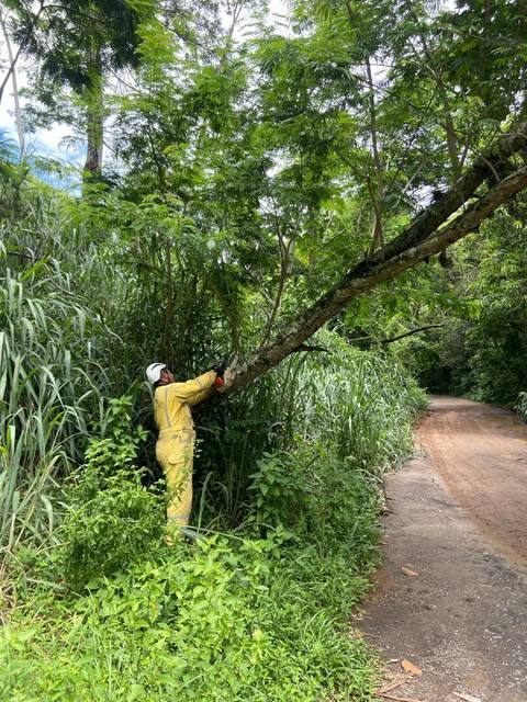 Guarda Parques efetuando poda na Abílio Bastos'