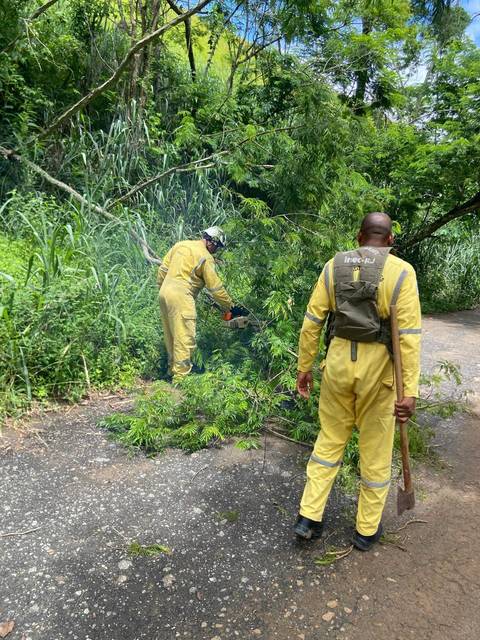 Guarda Parques efetuando poda na Abílio Bastos'