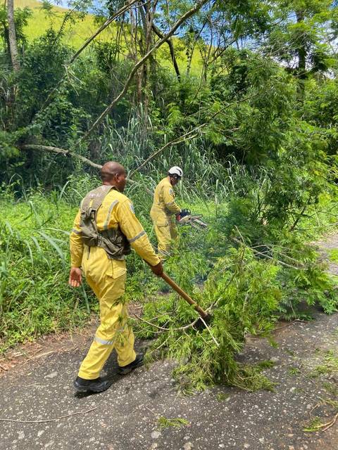Guarda Parques efetuando poda na Abílio Bastos'