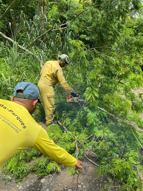 Guarda Parques efetuando poda na Abílio Bastos'