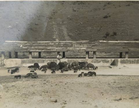 Criação de porcos e curral na Marambaia no século passado
'