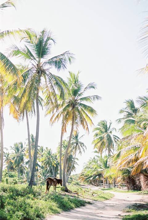 praia, beach, engagement, sessão solteiros, in love, fotografo de casamento, fotografo porto, Dominican republic'