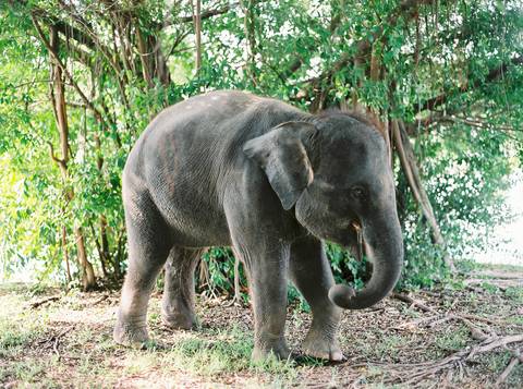 Bride, wedding inspiration, styleshoot, thailand, weddingthailandphotographer, destinationweddingthailand, triptothailand, fineartphotography'