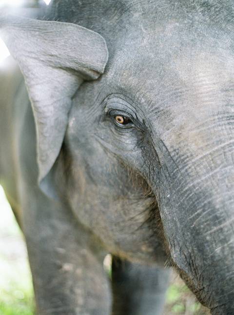 Bride, wedding inspiration, styleshoot, thailand, weddingthailandphotographer, destinationweddingthailand, triptothailand, fineartphotography'