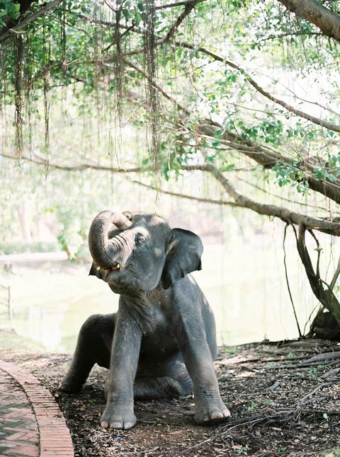 Bride, wedding inspiration, styleshoot, thailand, weddingthailandphotographer, destinationweddingthailand, triptothailand, fineartphotography'