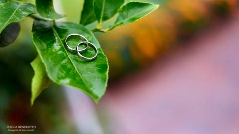 Anillos de casamientos'