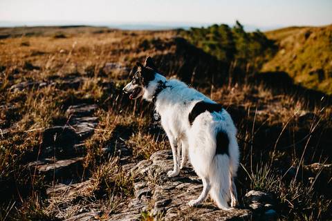ensaio-gestante-morro-da-boa-vista-rancho-queimado-taise'