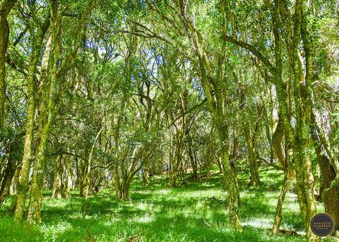 Capão dos Farrapos'