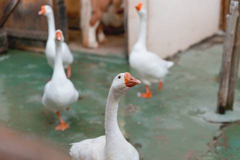 '