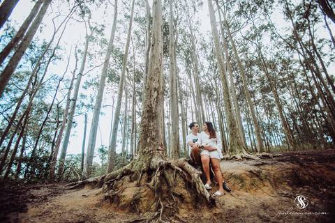 Bosque dos Eucaliptos em  Niterói'