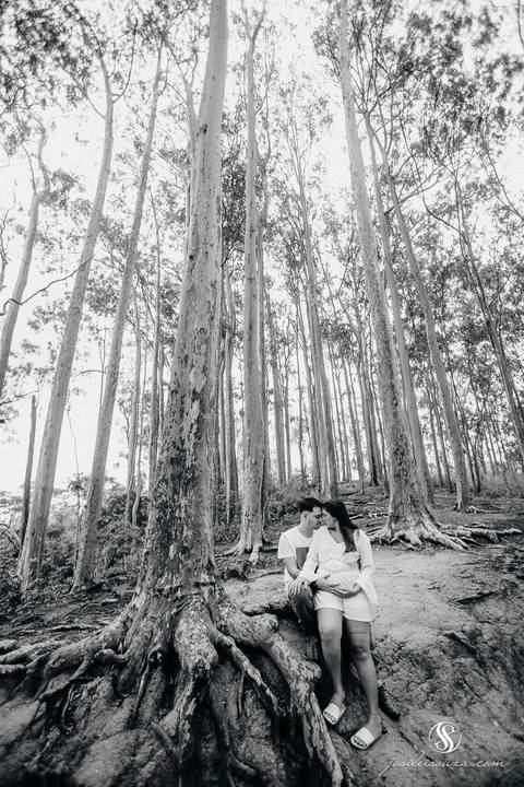 Bosque dos Eucaliptos em  Niterói'