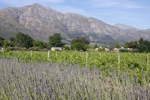 lavandas e montanha nas Vinícolas de Stellenbosch '