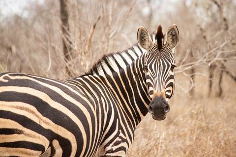 Zebra no safari da Africa'