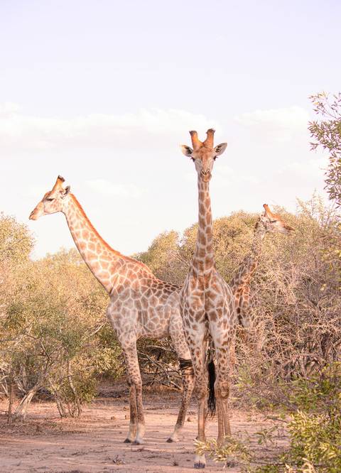 Girafas no safari'