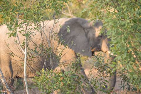 Elefante com folhagens'
