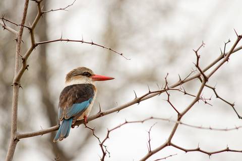 Pássaro nos galhos secos'