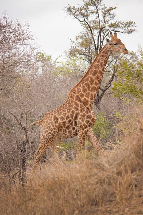 Girafa com folhagens'