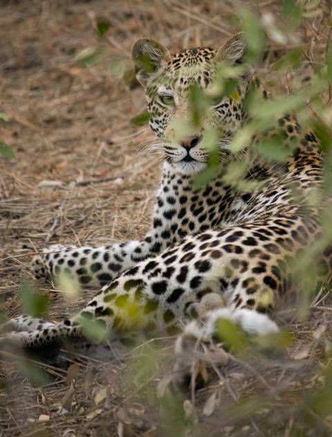 Onça com folhagens'
