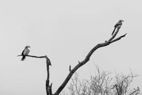 Pássaros em preto e branco'