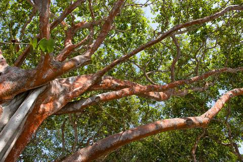 Foto de árvore com tronco vermelho'