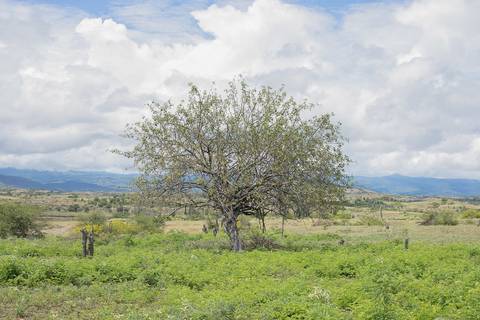 Árvore seca no meio do horizonte'