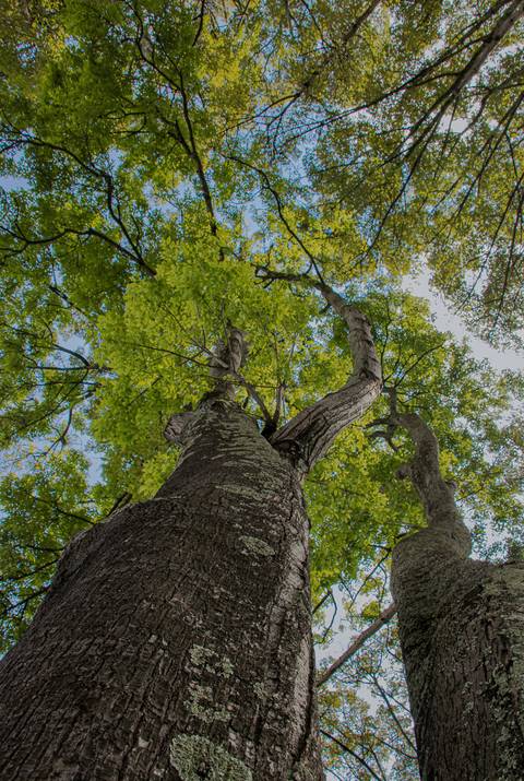 Vista de árvore bem alta'