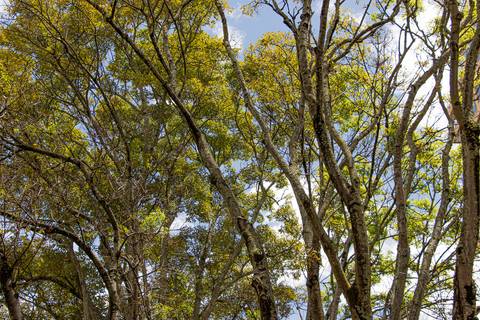 Árvores muito altas'