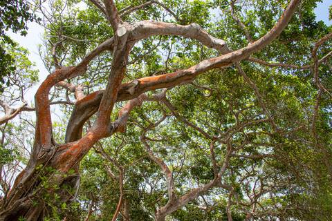 Árvore com trocos longos e ornamentais '