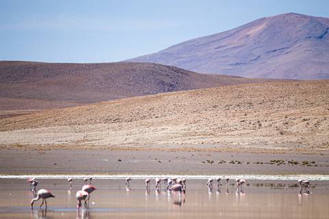 Flamingos na lagoa na Reserva Andina Eduardo Avaroa na Bolívia'