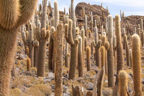 Ilha de cactos no Salar de Uyuni'