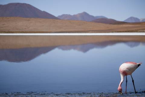 Flamingo bebendo água na lagoa na Reserva Andina Eduardo Avaroa na Bolívia'