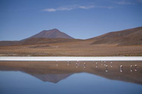 Flamingos na lagoa com reflexo, na Reserva Andina Eduardo Avaroa na Bolívia'