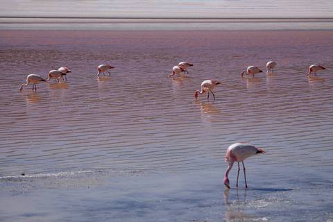 Flamingos comendo na lagoa na Bolívia'