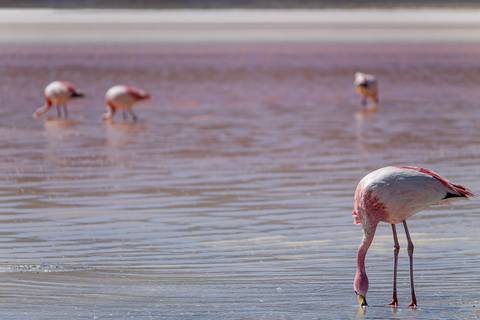 Flamingos rosa comendo na lagoa na Bolívia'