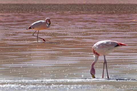 Dois flamingos de James comendo na lagoa na Bolívia'