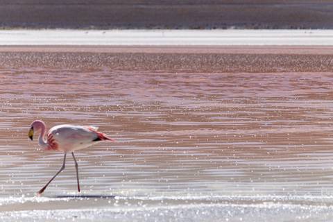 Flamingo rosa andando na lagoa na Bolívia '