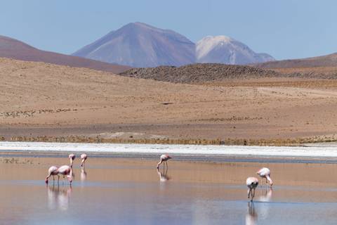 Flamingos de James comendo na lagoa na Bolívia'