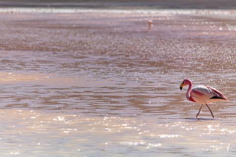 Flamingo De James andando na lagoa rosa  na Bolívia '