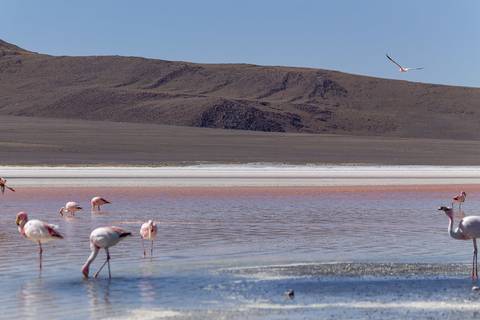 Lago com flamingos e montanha'