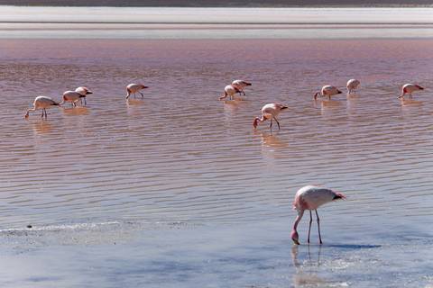 Muitos flamingos de James comendo na lagoa na Bolívia'